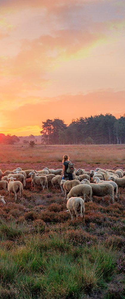 Elspeetse heide met schaapsherder Daphne van Zomeren