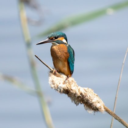 IJsvogel zit op lisdodde aan het water