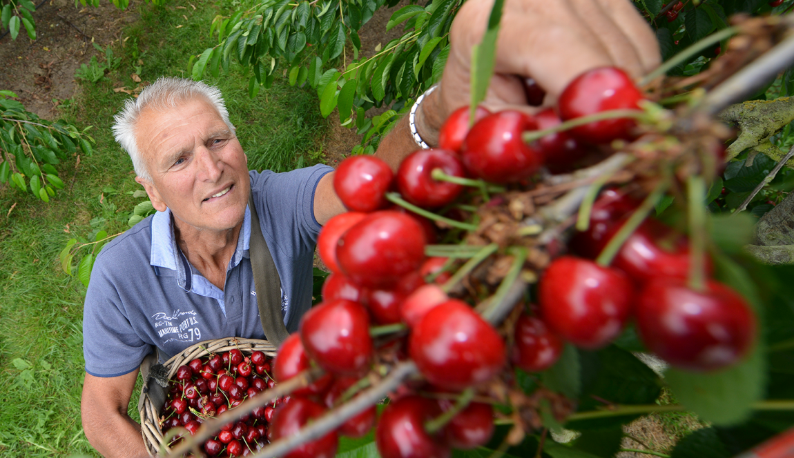 Foto vanaf hoogte van een man die kersen plukt Foto vanaf hoogte van een man die kersen plukt