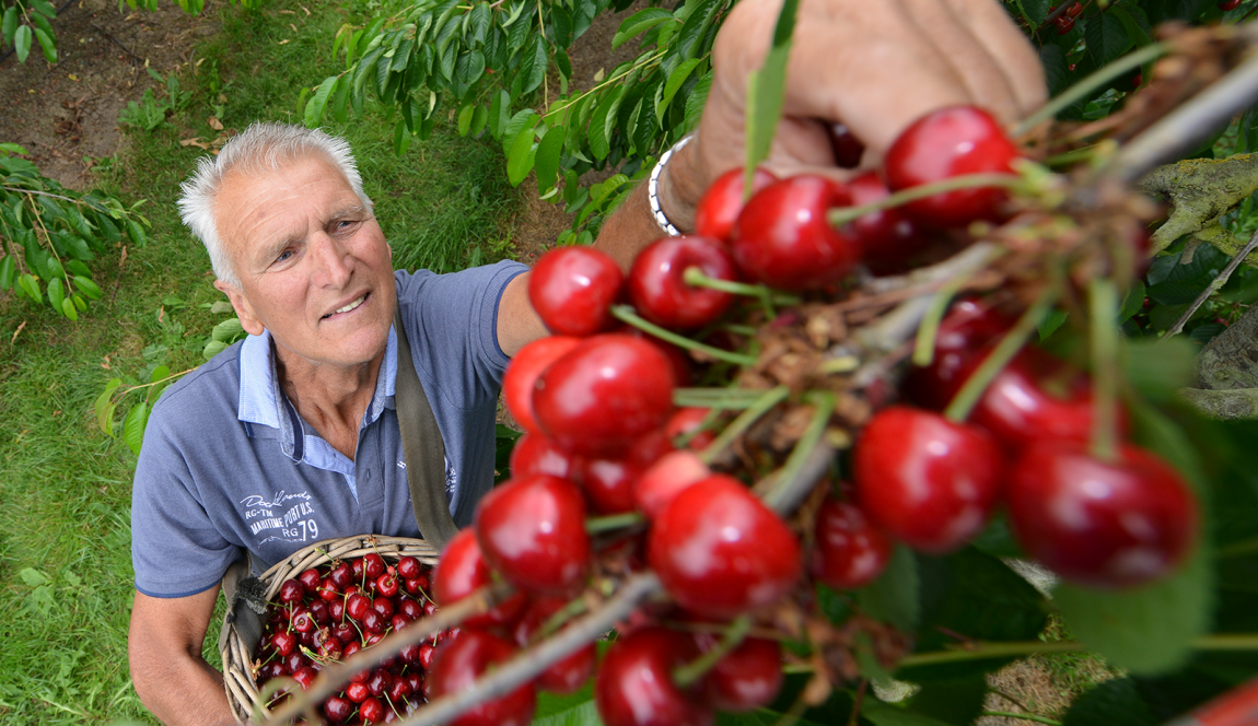 Foto vanaf hoogte van een man die kersen plukt