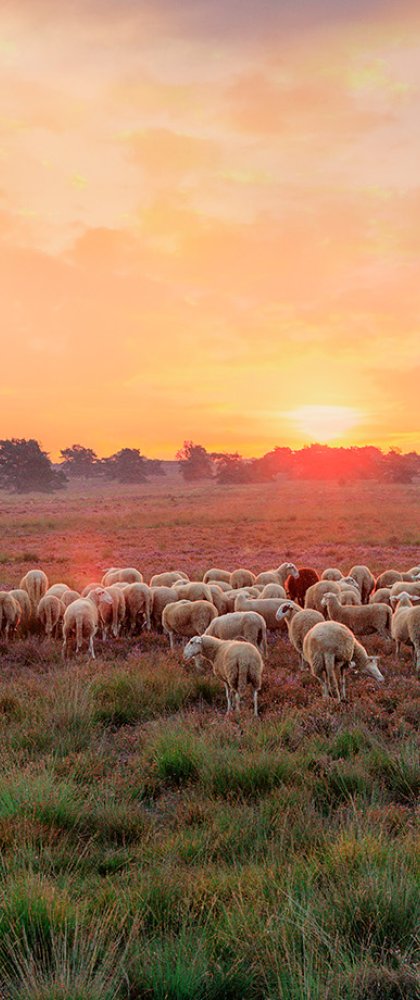 Elspeetse heide met schaapsherder Daphne van Zomeren