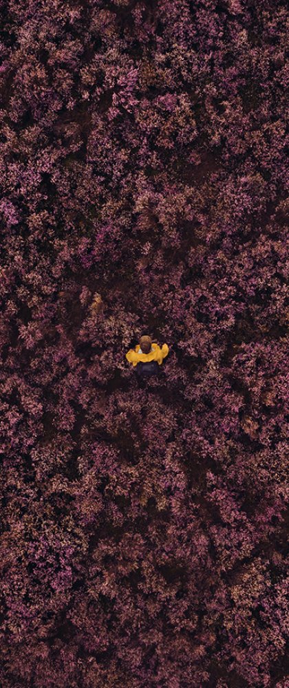 Heidevelden in Drenthe