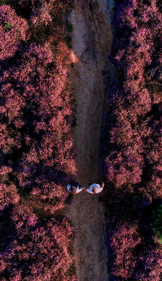 Luchtfoto heide in de Veluwe met wandelaars